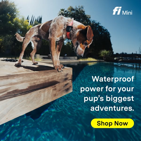 This ad for Fi Mini features a dog standing on the edge of a wooden dock, looking down at the water. The ad highlights t