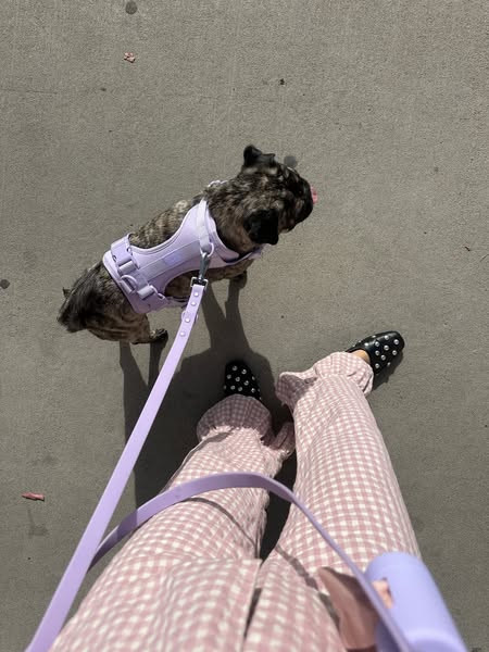 A photo depicts a dog wearing a lavender-colored harness and leash while being walked by a person wearing gingham pants.