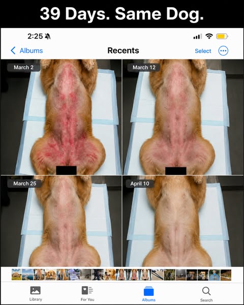 PupLabs ad