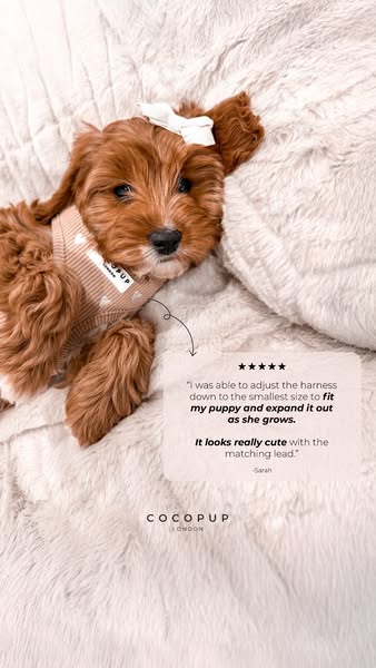 The ad features a testimonial about the adjustability and suitability of a dog harness for a growing puppy, paired with 