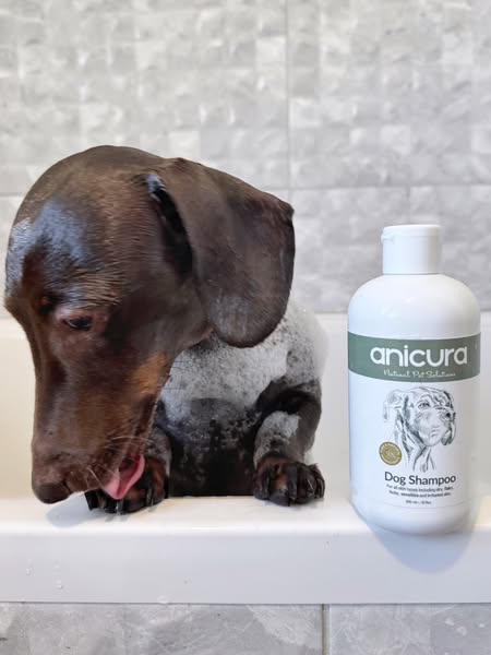 frankie_dachshund03 ad