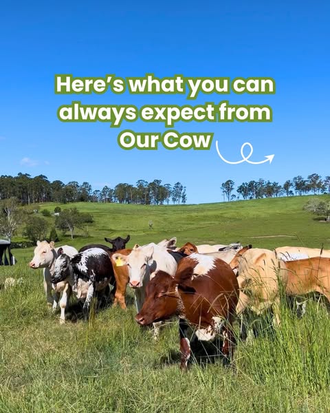 OUR COW ad