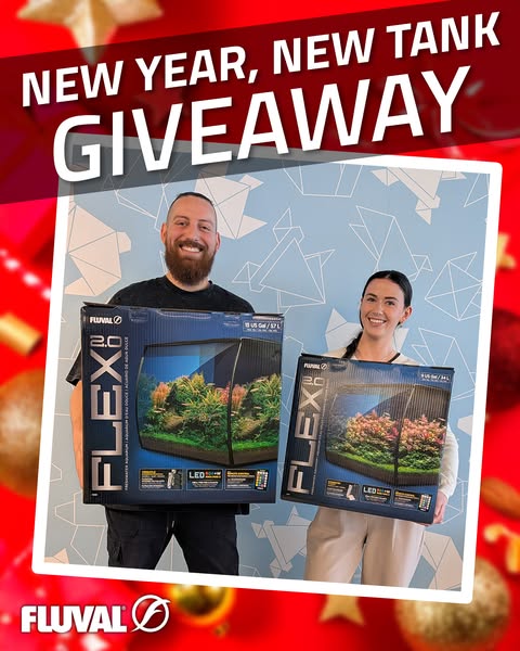 A social media ad announcing a giveaway for a Fluval Flex aquarium. The ad features two smiling people holding the boxed