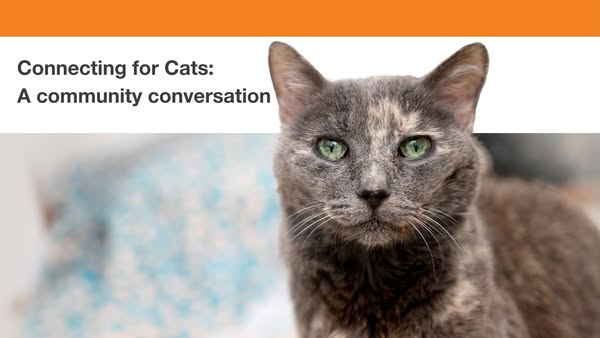 This ad promotes a community conversation called Connecting for Cats.