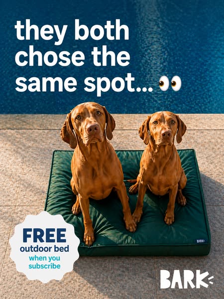 This image ad by BARK features two Vizsla dogs sitting on an outdoor dog bed, promoting a free outdoor bed with a new su