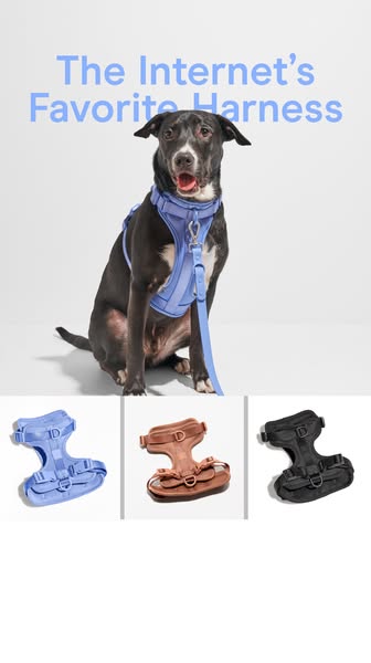 This ad features a dog wearing a blue harness and leash. The ad promotes the harness as 'The Internet's Favorite