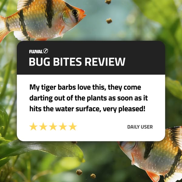This ad promotes Fluval Bug Bites fish food using a positive review from a customer with tiger barbs. The review highlig