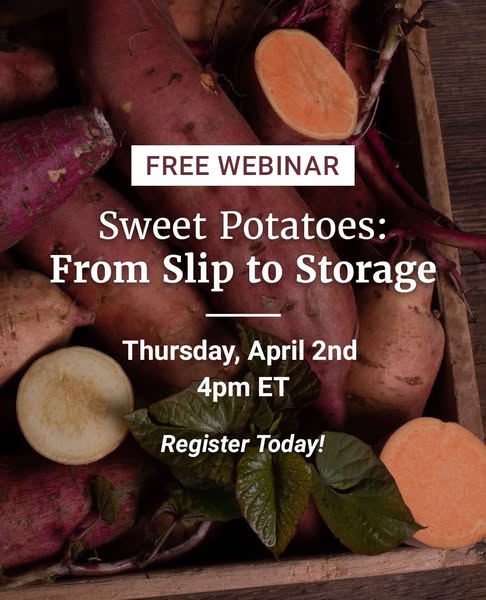 A Meta image ad for a free webinar about sweet potatoes.