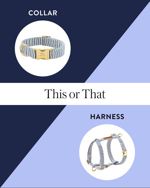 The ad compares two different types of pet wear: a collar and a harness, both in a blue and white striped pattern. The a