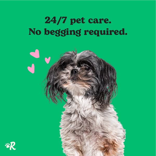 This image ad for 24/7 pet care features a close-up of a dog looking up at the camera with an expression of love and ado