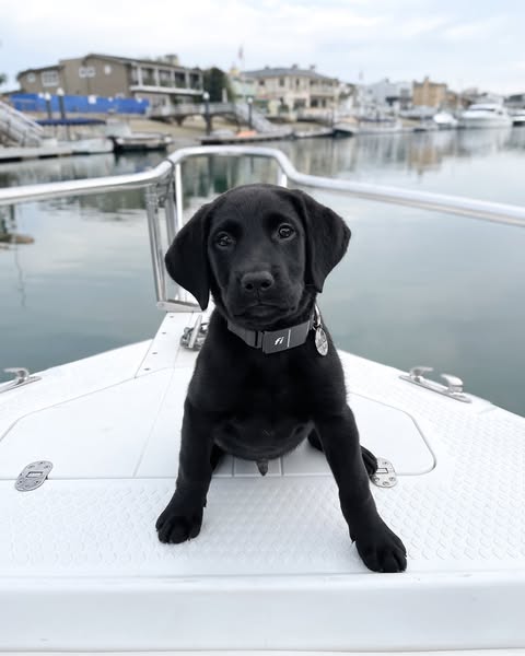 The Californian Pup ad