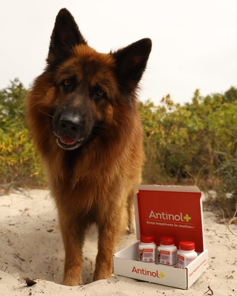 apollo_germanshepherd ad