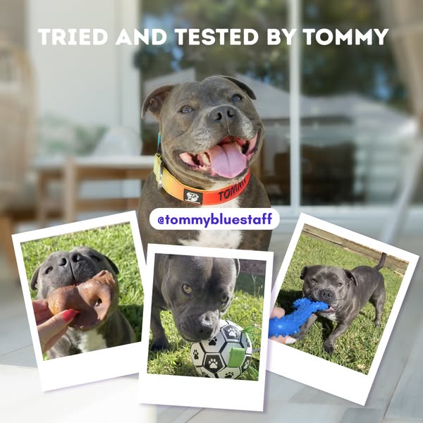 Tommybluestaff ad