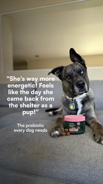 This ad features a testimonial from a pet owner stating that Wuffes Probiotic Chews have made their dog more energetic. 