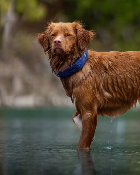 Retrieversjourney ad