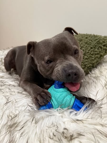 Nylah the blue Staffy ad
