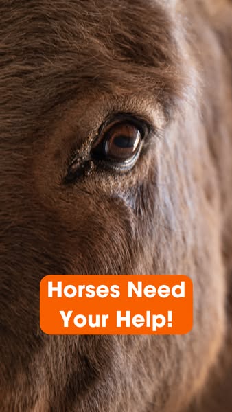 This ad for horse awareness uses a close up on a horse's face and a bright orange bar with text to capture the viewe
