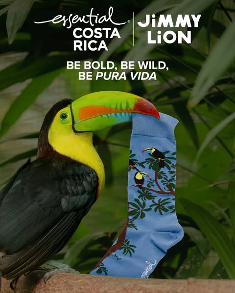 An ad for Essential Costa Rica socks, featuring a toucan perched on a branch with a sock. The sock design features touca