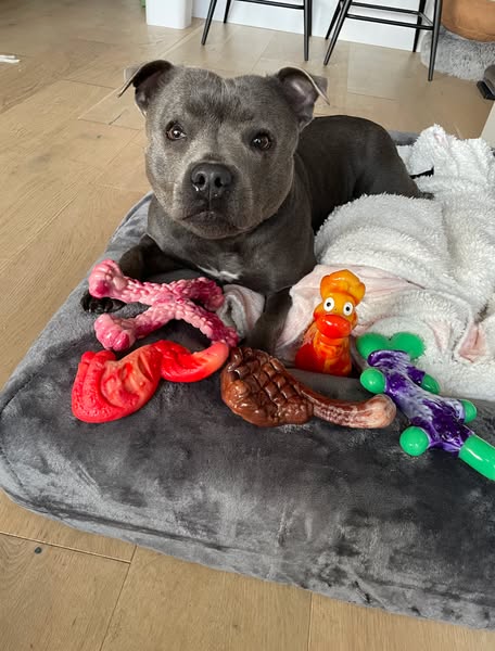 Nylah the blue Staffy ad