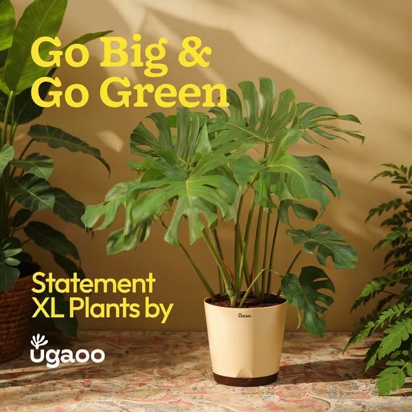 Image ad for ugaoo statement XL plants. The focal point is an indoor monstera plant in a beige pot. The ad is promoting 
