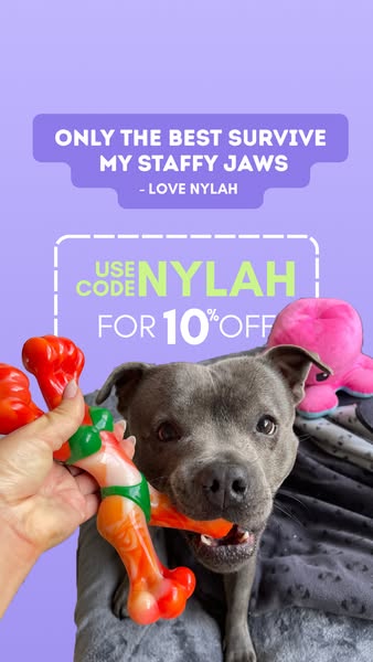 Nylah the blue Staffy ad
