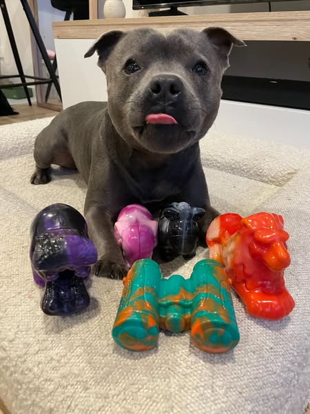 Nylah the blue Staffy ad