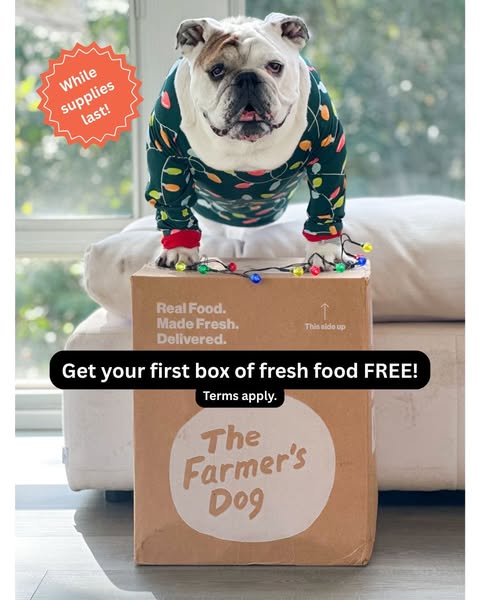 Eggnogthebulldog ad