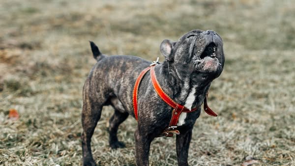 SouthendDogTraining ad