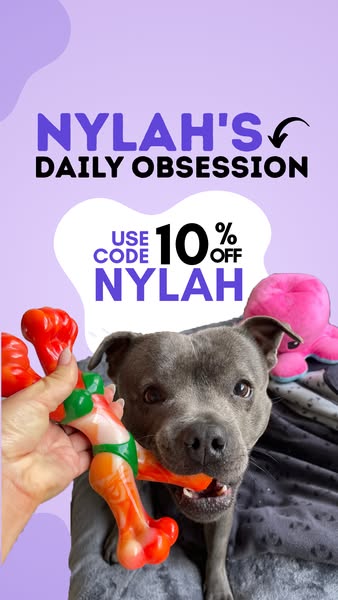 Nylah the blue Staffy ad