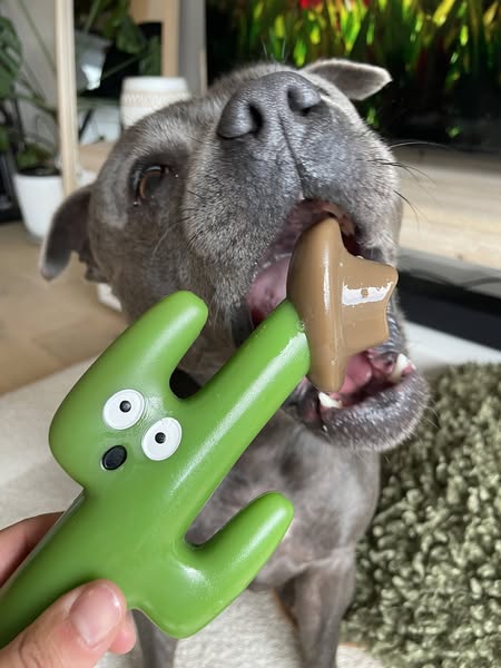 Nylah the blue Staffy ad