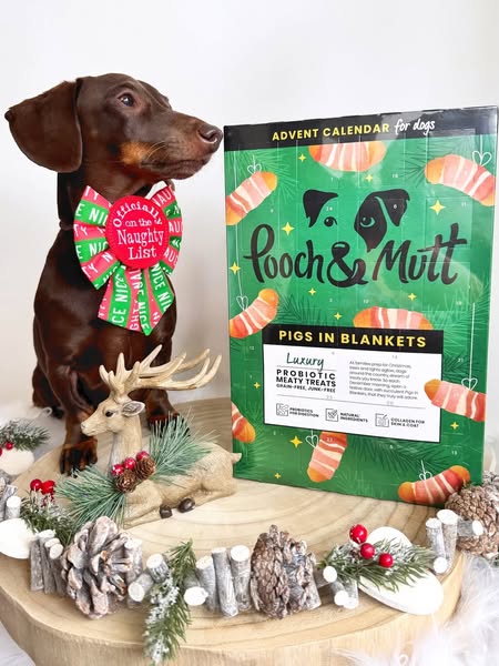 frankie_dachshund03 ad