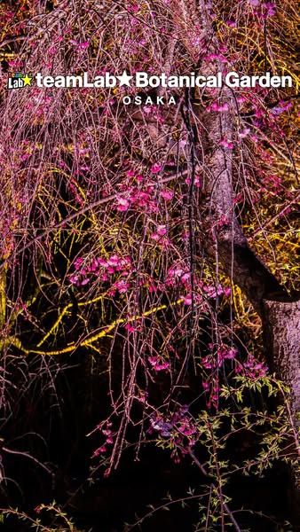 This image ad promotes the teamLab Botanical Garden Osaka, showcasing a vibrant display of illuminated flowers and trees