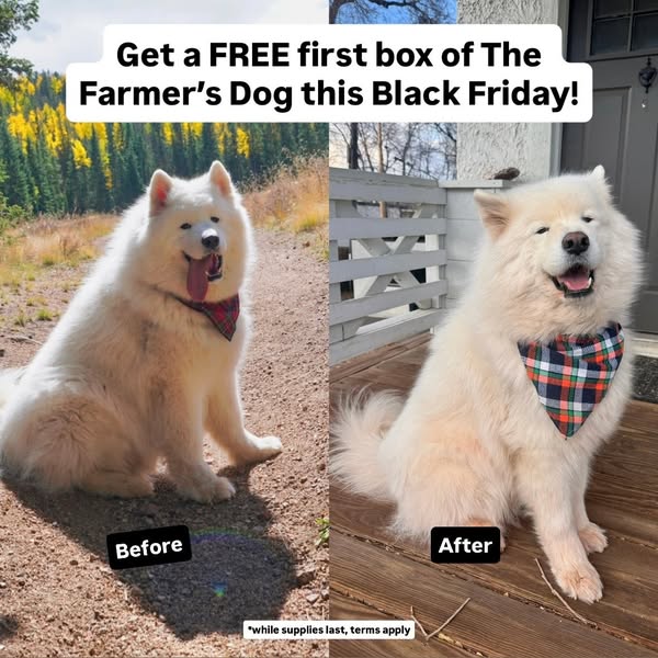 Carl The Sammy ad
