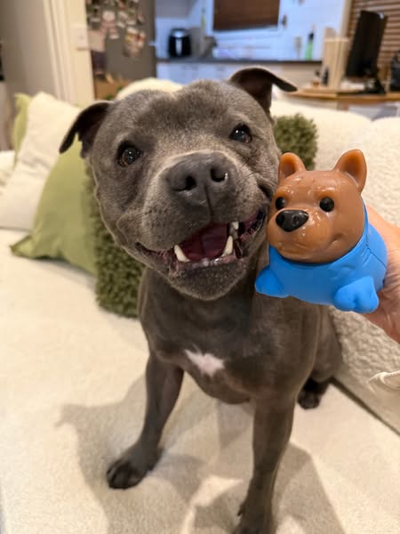 Nylah the blue Staffy ad