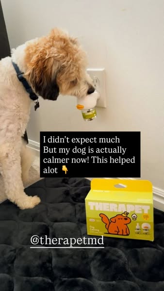 piggiebully ad