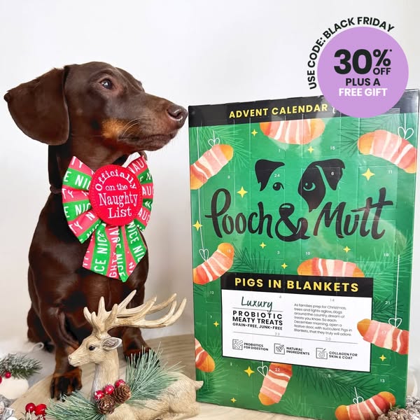 frankie_dachshund03 ad