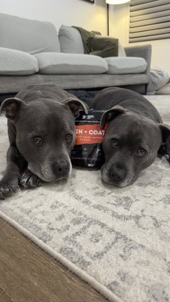 Archie & Ollie ad