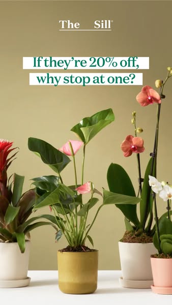 This ad by The Sill features a variety of potted plants and promotes a 20% off sale encouraging customers to buy more th