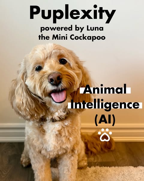 Luna The Mini Cockapoo ad