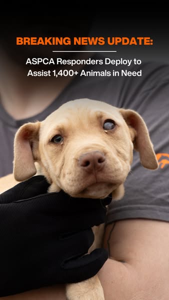This ad highlights ASPCA's efforts in deploying responders to assist over 1,400 animals in need, aiming to raise awa