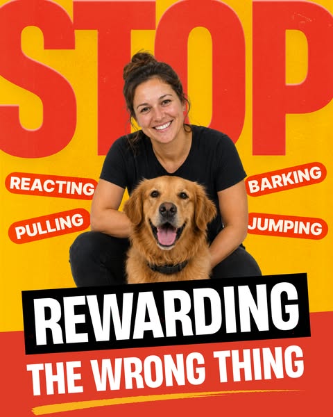 Tom Davis Dog Training ad