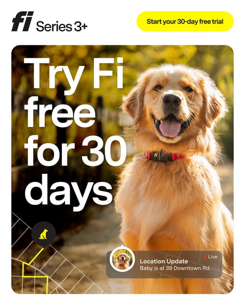 This ad for Fi smart dog collars uses a close-up shot of a golden retriever wearing the collar. The ad copy highlights t