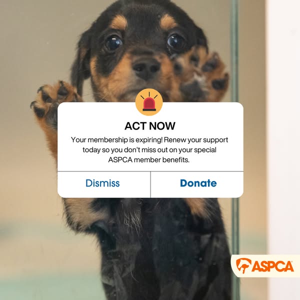 This image ad for ASPCA features a puppy behind a glass door, with a pop-up notification encouraging viewers to renew th