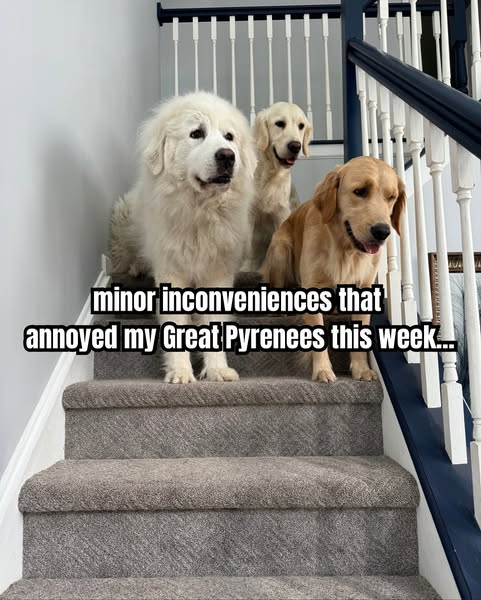 Threegoldiesonepyr ad