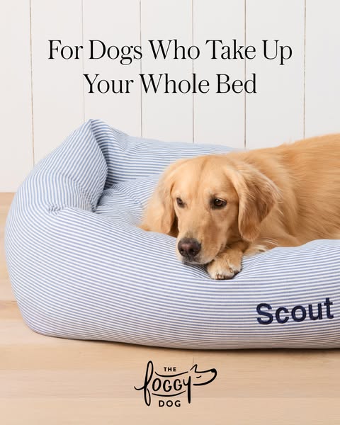 This image ad for The Foggy Dog features an image of the brand's dog bed with the headline, "For Dogs Who Take 