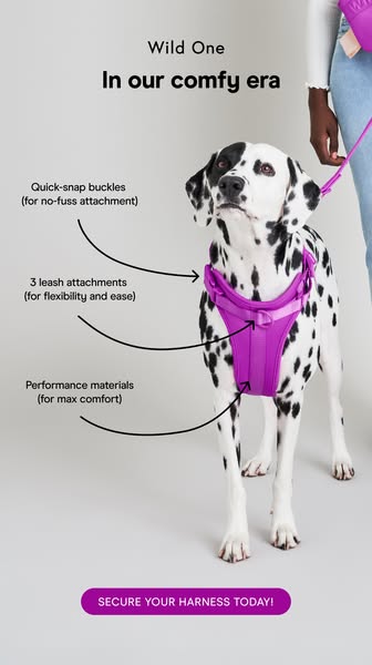 This ad for Wild One dog harnesses highlights the product's key features, such as quick-snap buckles, multiple leash