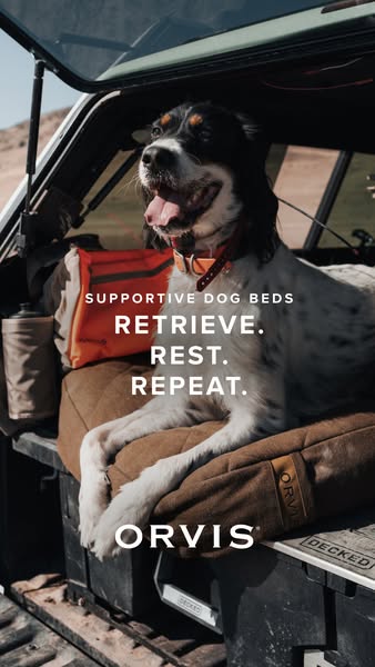 This image ad for Orvis shows a dog relaxing on a supportive dog bed inside the back of a truck. The text highlights the