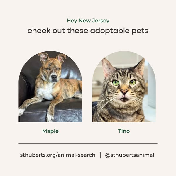 Freshpet ad