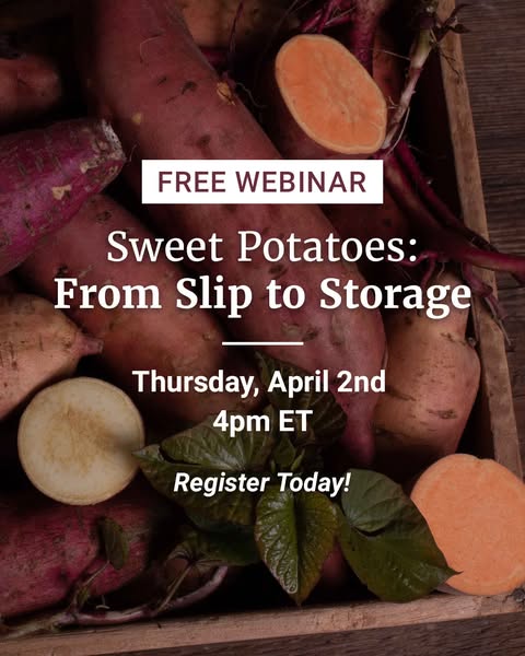 This image promotes a free webinar about sweet potatoes. It includes the webinar title, date, time, and a call to action