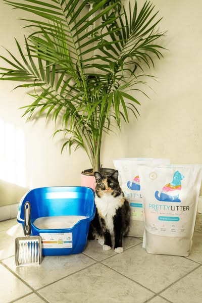 Her house of cats ad